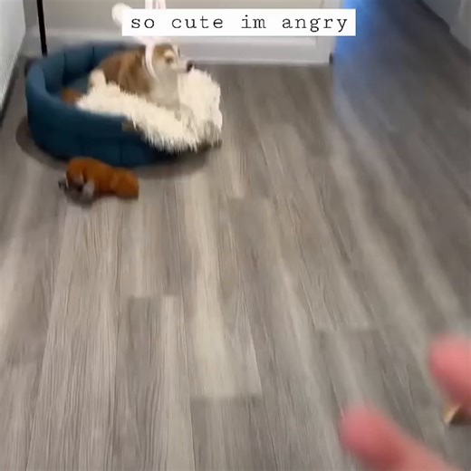 squishy cheeks are Eevee bork the Shiba inu’s superpower 💕 →https://yt.be/C4vZn | YouTube