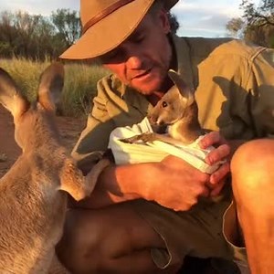 #Sabíasque Según la leyenda La palabra Canguro viene de gangurru que significa “No te entiendo” en un idioma de los aborígenes.Gangurru fue la respuesta que los nativos dieron a los exploradores cuando preguntaron por el nombre del animal. ¡Vive la experiencia más grande de tu vida!, Déjanos ser tu guía en este proceso. #Tuesday #EstudiaenelExterior #EstudiaenAustralia #australianoption #australia #beatiful #happy # travel #awesome | Global EduOptions/ Australian Option EducationEstudia en el Ex