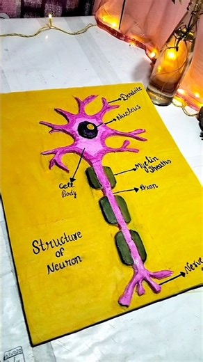 science project "neurone diagram" #shortsfeed #scienseproject# class-10 # shorts