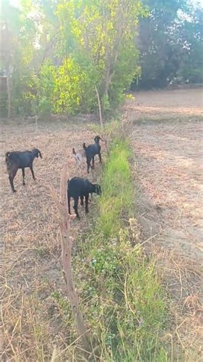 Tumse Jyada Kuchh Nahin Manga bhai ab Kar Do Pyar