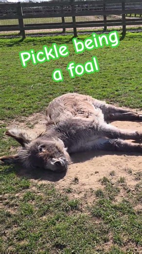 NO WORRIES #foal #donkey #isleofwightdonkeysanctuary #volunteer #iowdonkeys #cute #cutefoal #love