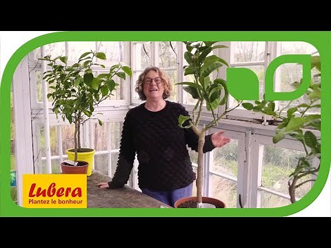 Cochenille sur le citronnier : Conseils et astuces