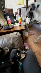 Mom had know idea her phone was recording this 🤣 but it shows how crazy are house is all the time 5 dogs it’s really something. #CrazyDogHouse #greatDane #BigDogsLittleDogs #AllDogs | Larry_the_great_dane