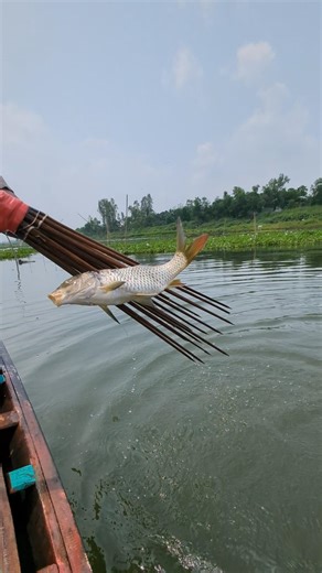 Amazing Village Boat Fishing 🎣 | Real River Catch | #shorts #fishing #fishingvideo #villagelife