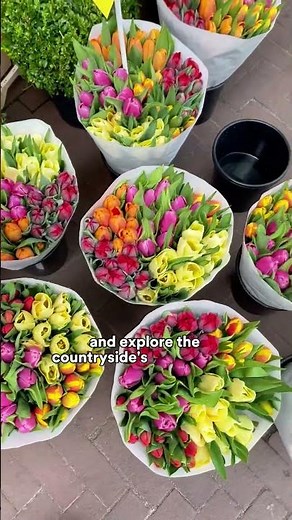 Amsterdam Tulip Season: Everything You Need to Know