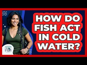 How Do Fish Act In Cold Water?
