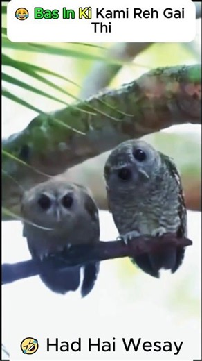 🐦 Funniest Bird Moment Ever! 😂 #FunnyBirds #FunnyAnimals #Shorts #Viral #Comedy