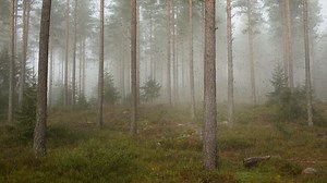 Rain, Rainy Day, Rainy. Free Stock Video