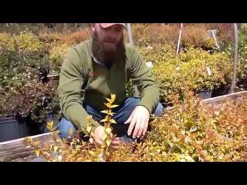 Kaleidoscope Abelia | Carex Design Group