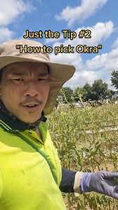 541K views · 9.2K reactions | Okra How to Tutorial the Veggie with the Wedgie… #vegetables #okra #tutorial | HoeyFarmer | Facebook