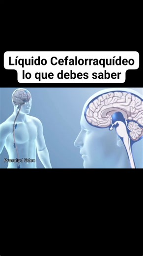El líquido Cefalorraquídeo y su importancia #anatomy #SaludYBienestar #fblifestyle | Prosalud Eden