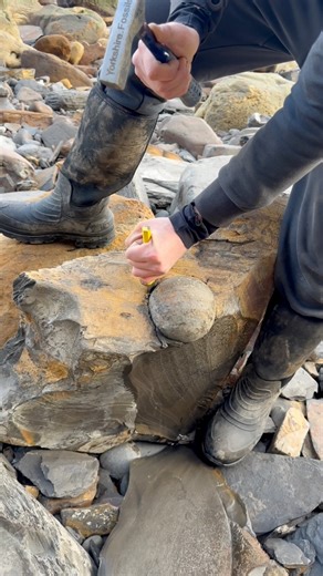 49K views · 1.3K reactions | Here’s one of our Golden Nodules 勞 The...