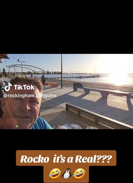 Discover Rockingham Penguins: A Unique Coastal Experience