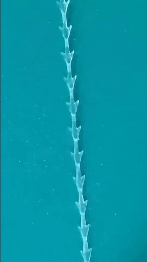 PDO Threads & Molding New MOLDING Pcl COG THREAD LIFT: Get A Longer Lasting Threadlift