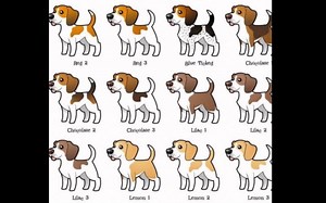 比格犬颜色介绍