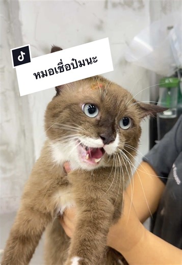 หมอเชื่อดีไหมเนี่ยย😮‍💨 #หมอสัตว์ #สัตวแพทย์ #ลาดพร้าว #โรงพยาบาลสัตว์