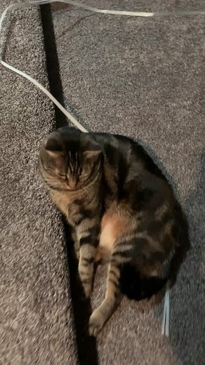 Resistant Cat Rejects Boops in Hilarious Video