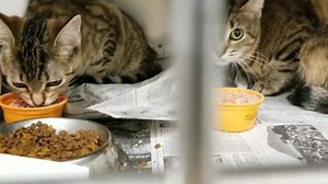 19 reactions | MARI, DAISY & TIGERETTE - ID #A191801, 802, 803...