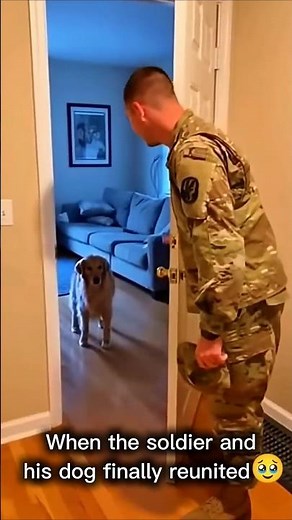 The sweetest reunion of the Dog with his soldier owner after years 😭 #rescue #animals #dogs #shorts