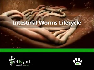 Intestinal Worms Lifecycle