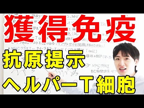 【大学・薬学部の免疫学】ヘルパーＴ細胞による獲得免疫の流れとMHCクラスⅡを使った抗原提示（樹状細胞、マクロファージ）【ジェイズ/J'z Channel】