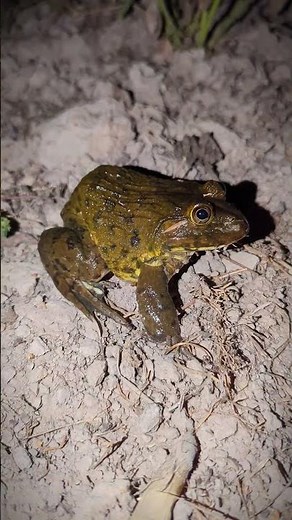 frog and toad are friends funny jump | funny frogs compilation | Big frogs jump for fun | froggy fun