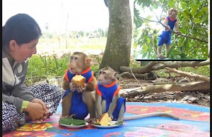 Great monkey Vola Voka good experience climb tree however they live in flats | Monkey Kevin