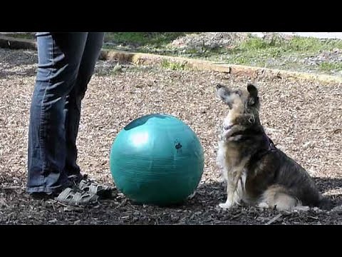 Treibball - Teaching the 'out' position