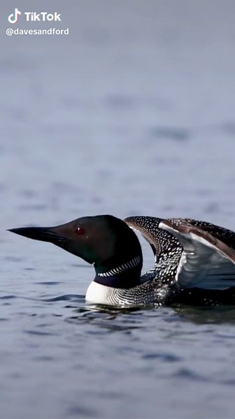 The Haunting Beauty of the Common Loon