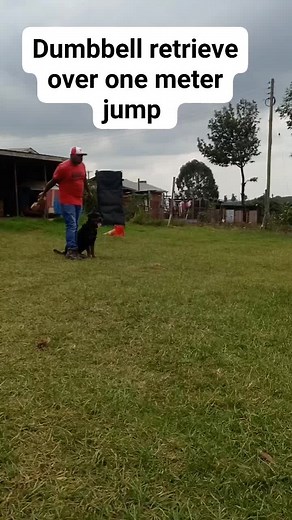 10K views · 136 reactions | #dogtrainingkenya | Baxton DOG Training Academy | Facebook