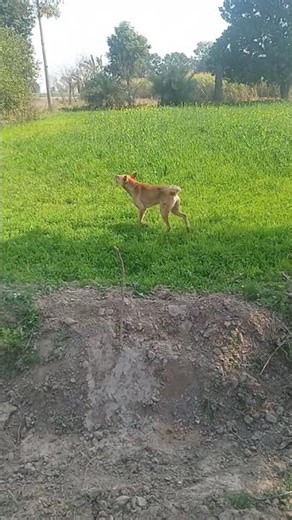 Angry Dog Barking Loudly 🐕🔥