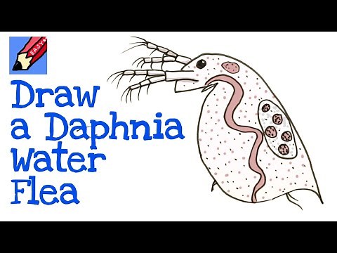 How to Draw a Daphnia Water Flea Real Easy