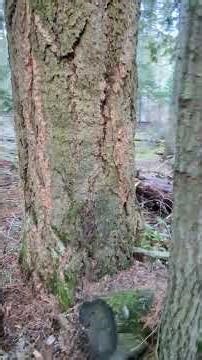 Old growth Doug fir and second growth cedar
