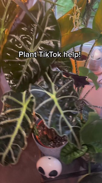 Tamara Lianne on TikTok