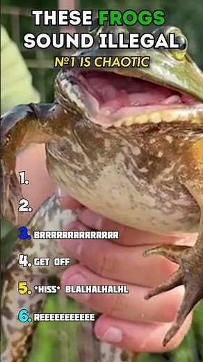 Why Are Frogs Screaming Like That 😭🐸 #frogs #funnyanimals #animalshorts #weirdanimals #funnyvideos