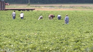 Immigration crackdowns impact local economy