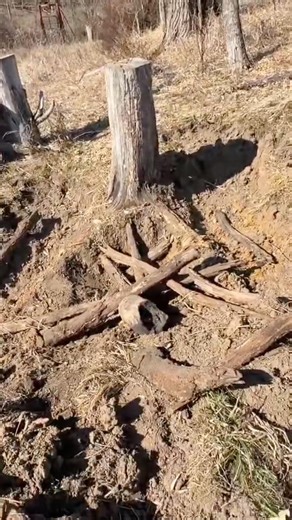 My Excavator vs This Monster Stump #shorts #construction #satisfying
