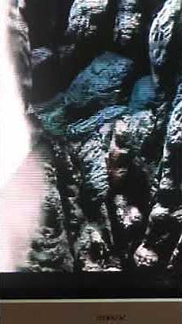 Godzilla Tokyo sos mothra song 2003 toho