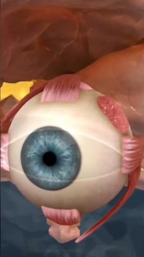 How does eye works 3d animation | 3d animation video of human eye | #eyes #3danimation #anatomy