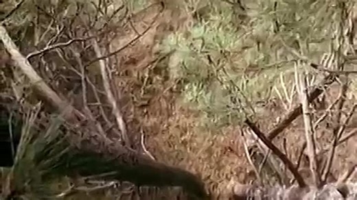 La gran aventura de Lassie pelicula completa