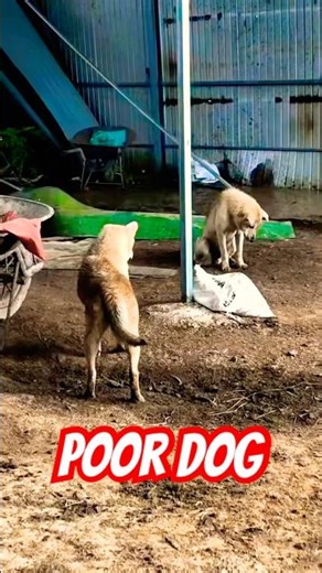 🐶🐶😭🙏🙏 Their meals were irregular — sometimes they would find leftover food.