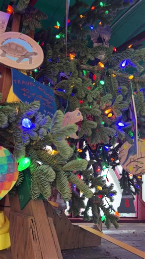 129K views · 2.8K reactions | ✨ Meet Silver Belle!  Freshly harvested from the mountains of northern Nevada, this year’s U.S. Capitol Christmas Tree is ready to hit the road! For the first time in 60 years, the nation’s tree hails from the Silver State — and she’s making 16 festive whistle stops on her journey to Washington, D.C. | KRNV News 4 | Facebook