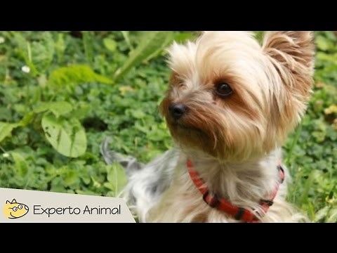 The Yorkshire Terrier dog
