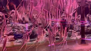 Atabapo Altum angel | New Life Aquarium & Pets