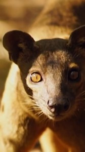 64K views · 2.1K reactions | Le Fossa de Madagascar !!! #nature #animaux | Virgule Animale | Facebook