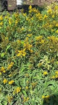 Solidago sp. nov. 'Montana Minnie' - a new species of Goldenrod