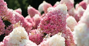 Hydrangea paniculata Living Strawberry Blossom®