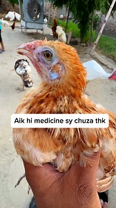 Treatment of sick chick with single medicine #treatment #minizoo #chicks #viralreel #poultry #chickens #fblifestyle | Ch Shani Vlogs