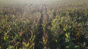 Economic analyst's warnings about financial crisis