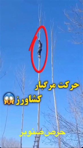 ‎فـروش نـهال |آمـوزش باغبانی |نهالستان طلا‎ on Instagram‎: "ارزش حمایت شدن داره❤️"‎